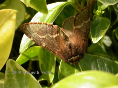 December moth (Poecilocampa populi) Kenneth Noble